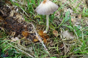 coprinus atramentarius (1000 x 666)8.jpg_product_product_product